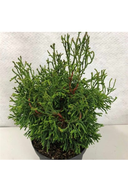 Ближній план хвої кипарисовика Брідгітте.